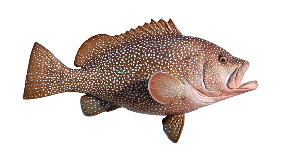 25-INCH KITTY MITCHELL GROUPER