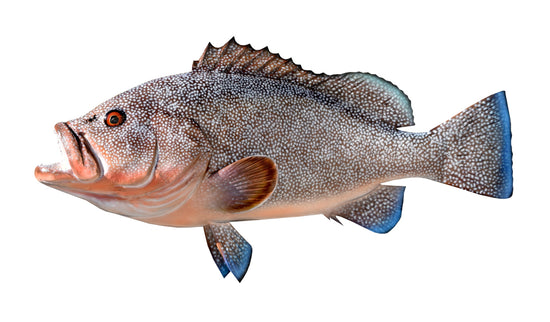 30-INCH KITTY MITCHELL GROUPER