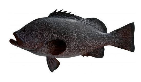 34-INCH KITTY MITCHELL GROUPER