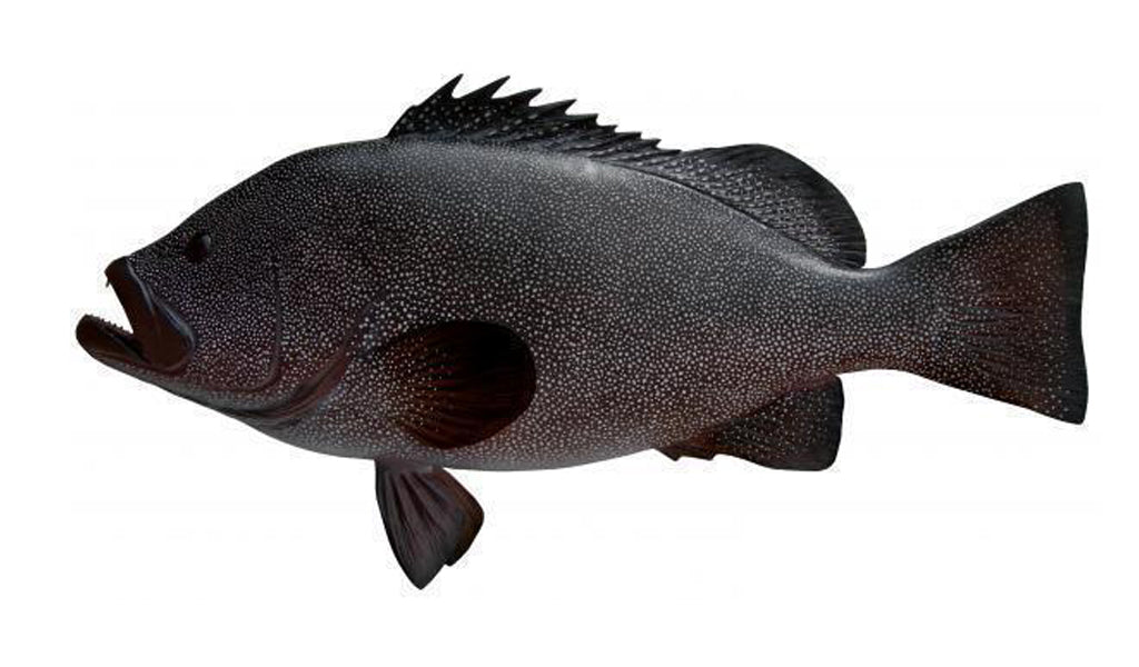 34-INCH KITTY MITCHELL GROUPER
