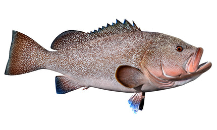 37-INCH KITTY MITCHELL GROUPER