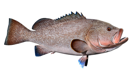 37-INCH KITTY MITCHELL GROUPER