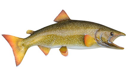 21-INCH LAKE TROUT
