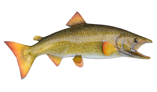 21-INCH LAKE TROUT