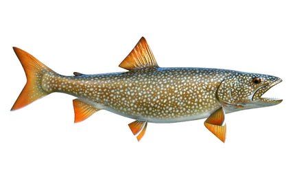 22-INCH LAKE TROUT