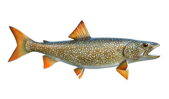 22-INCH LAKE TROUT