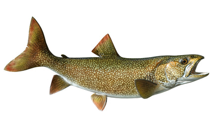 32-INCH LAKE TROUT