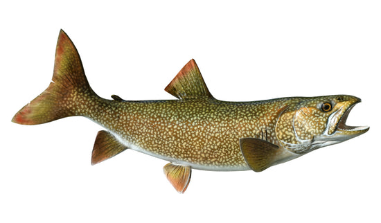 32-INCH LAKE TROUT