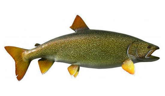 33-INCH LAKE TROUT