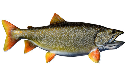 40-INCH LAKE TROUT