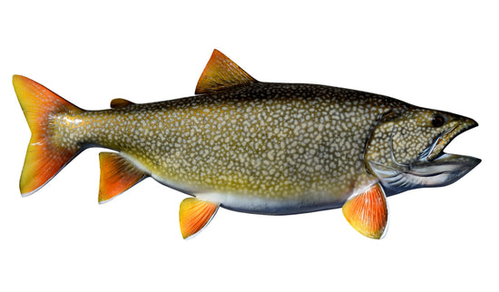 40-INCH LAKE TROUT