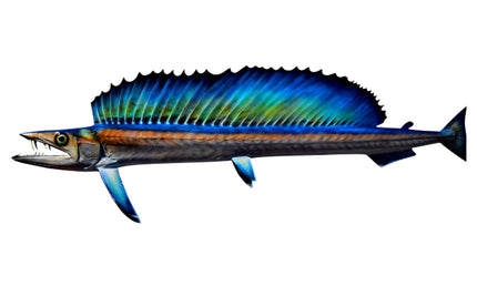 54-INCH LANCETFISH