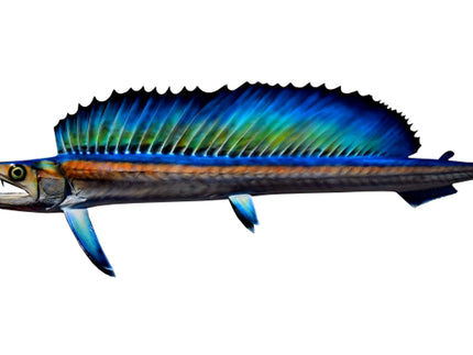 Collection image for: LANCETFISH