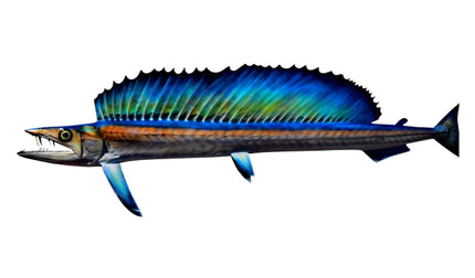 54-INCH LANCETFISH