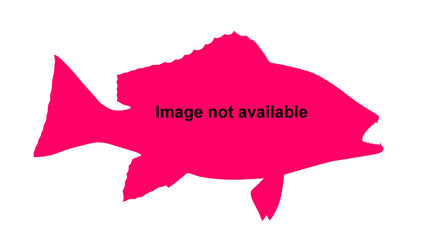 16-INCH LANE SNAPPER