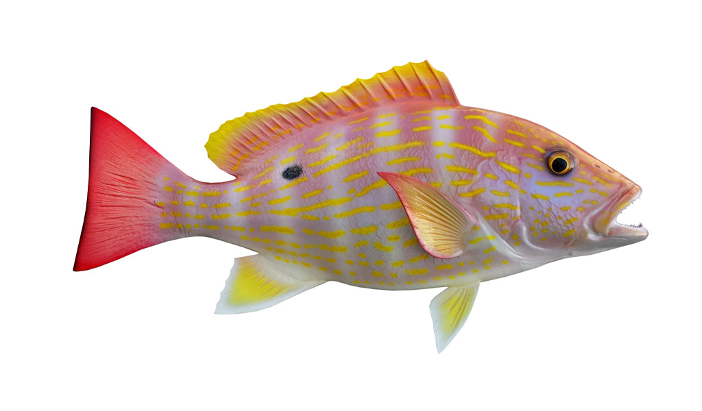 18-Inch Lane Snapper Fish Mount | King Sailfish Mounts