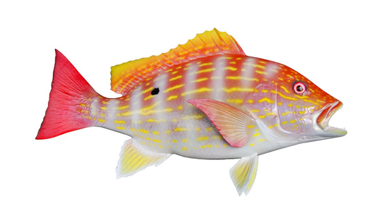 Lane Snapper Fish Mounts | King Sailfish Mounts