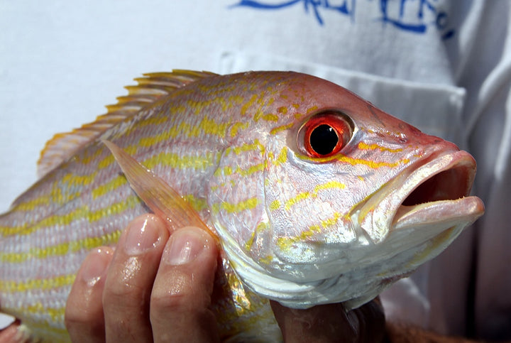 Lane Snapper Fish Mounts | King Sailfish Mounts