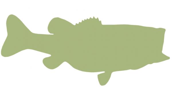 26-INCH LARGEMOUTH BASS BLANK, ECONOMICAL