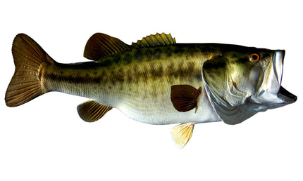 11-POUND LARGEMOUTH BASS