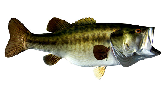 11-POUND LARGEMOUTH BASS