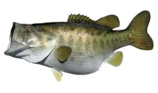 12-POUND LARGEMOUTH BASS