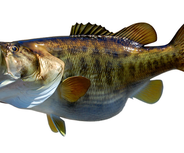 6-Pound Largemouth Bass Fish Mount