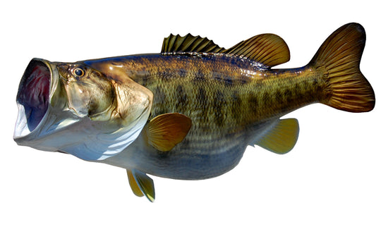 16-POUND LARGEMOUTH BASS