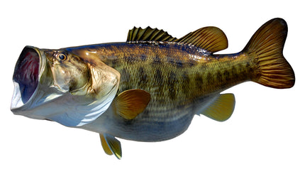 16-POUND LARGEMOUTH BASS