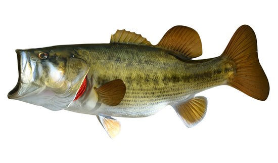 5-POUND LARGEMOUTH BASS