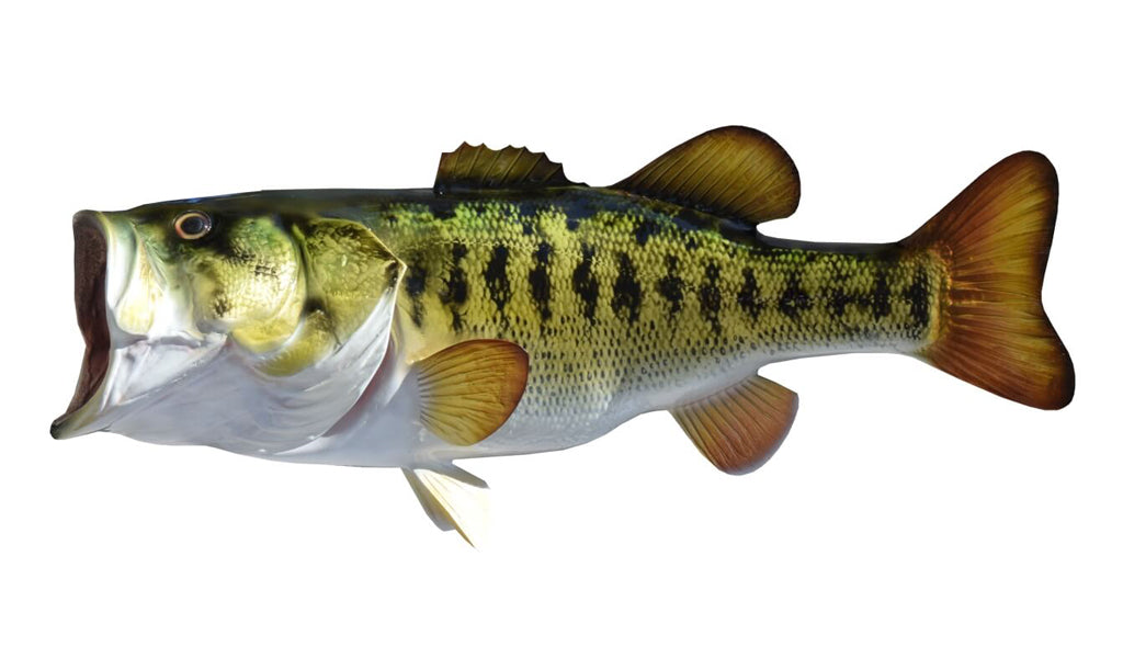 6-Pound Largemouth Bass Fish Mount