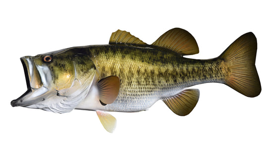 7-POUND LARGEMOUTH BASS