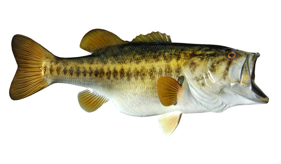 8.5-POUND LARGEMOUTH BASS