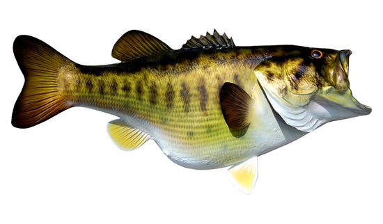 9.5-POUND LARGEMOUTH BASS