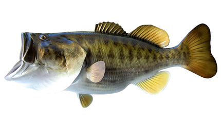 WORLD RECORD LARGEMOUTH BASS REPLICA