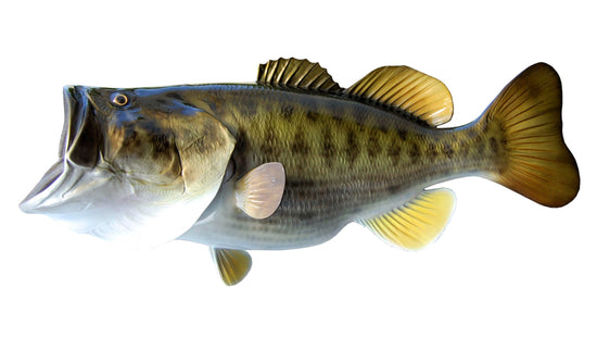 WORLD RECORD LARGEMOUTH BASS REPLICA