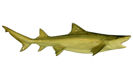 102-INCH LEMON SHARK