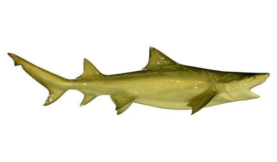 102-INCH LEMON SHARK