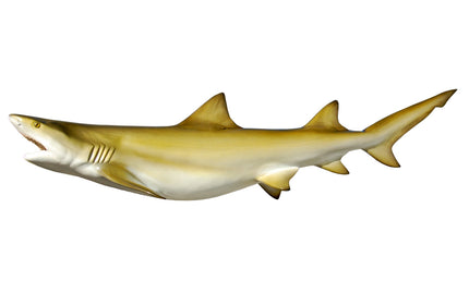 81-INCH LEMON SHARK