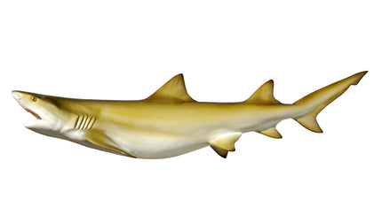 81-INCH LEMON SHARK