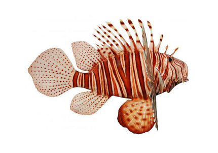 Collection image for: LIONFISH