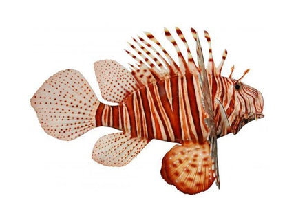 Collection image for: LIONFISH