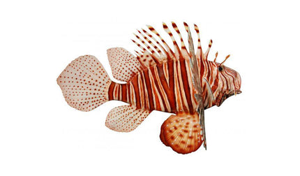 17-INCH LIONFISH