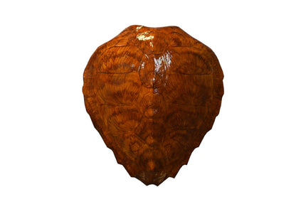 Collection image for: TURTLES, SEA