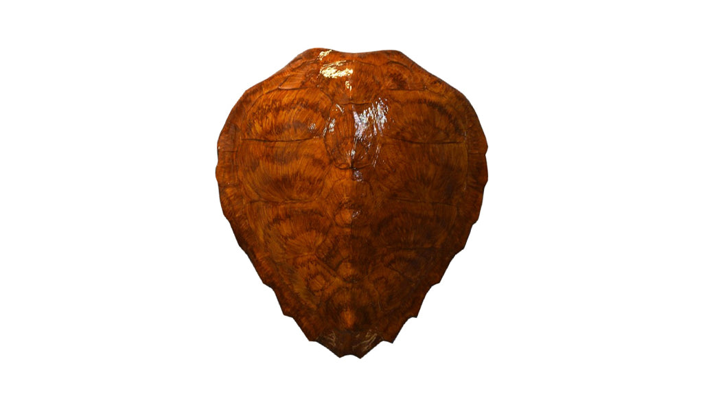 17-Inch Loggerhead Turtle Shell Mount | King Sailfish Mounts