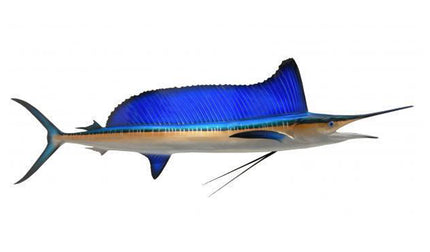 64-INCH LONGBILL SPEARFISH