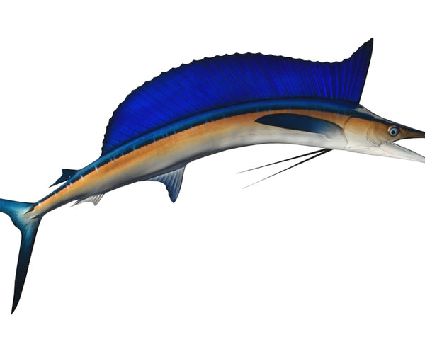 blue marlin lure fishing kings Replica 70-Inch Longbill Spearfish Fish Mount | King Sailfish Mounts Wooden Lure Blank - Marine Grade Accessories This fully comprehensive blue STYLE:Skull Necklace