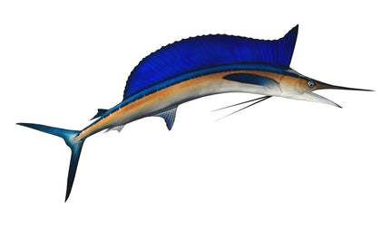 70-INCH LONGBILL SPEARFISH