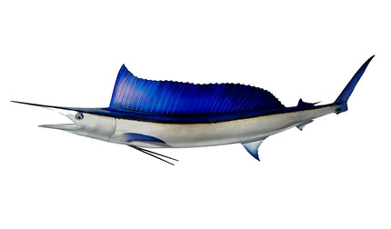 77-INCH LONGBILL SPEARFISH