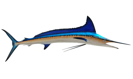 81-INCH LONGBILL SPEARFISH